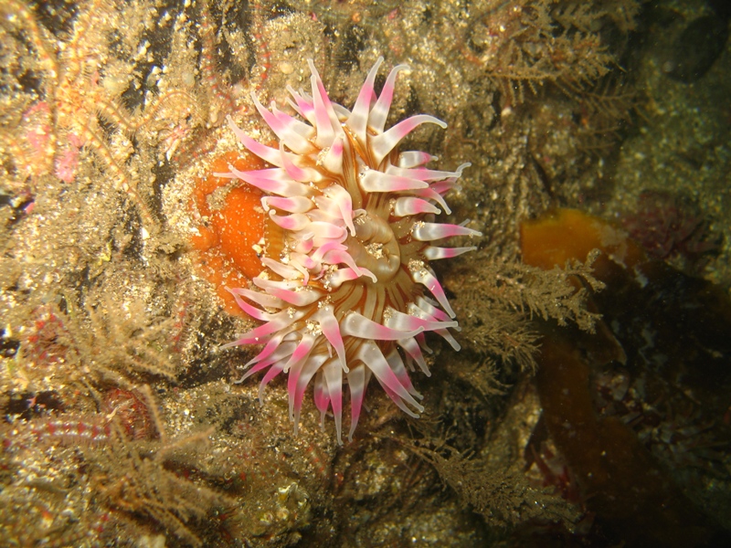 2009-05-23 St Abbs 054.jpg